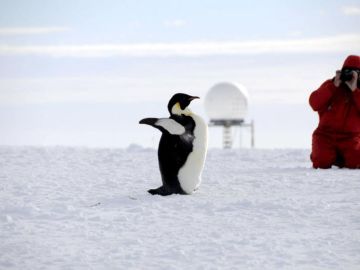 Pingüino emperador fotografiado