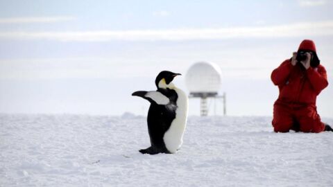 Pingüino emperador fotografiado Pingüino emperador fotografiado