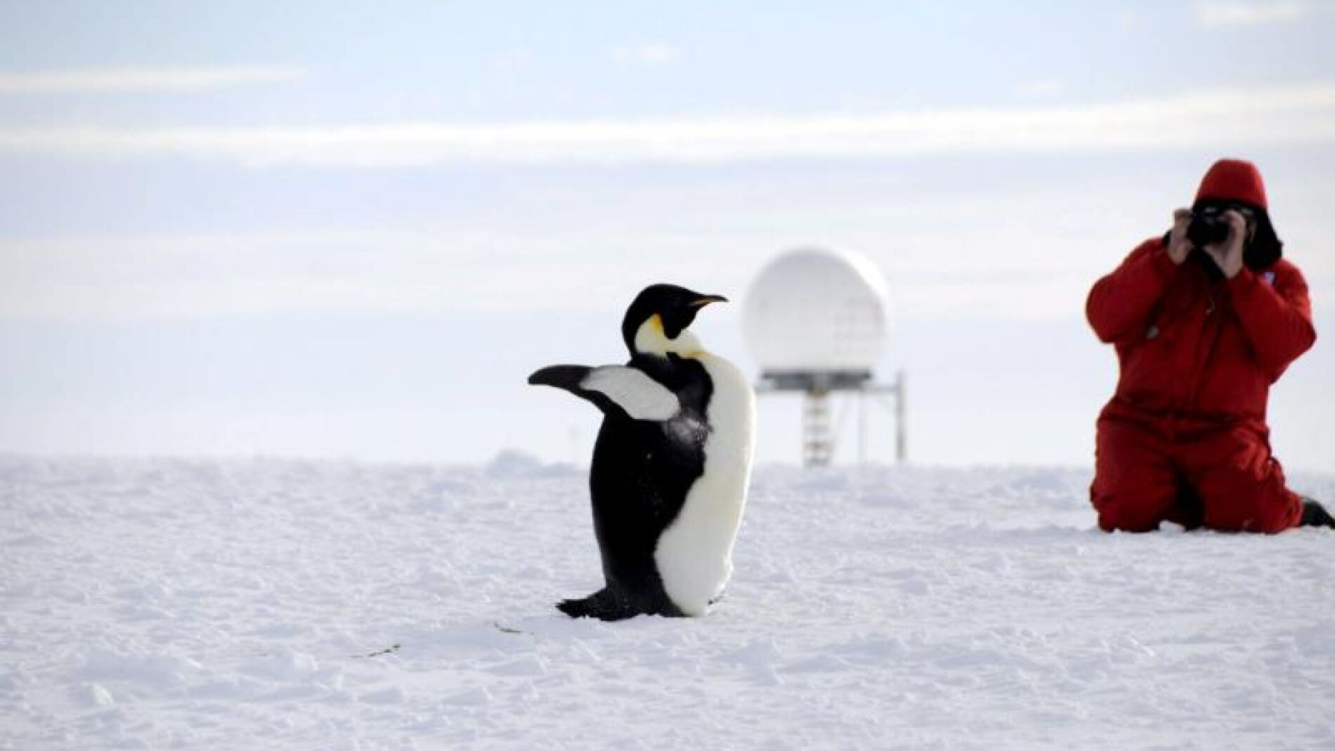 Pingüino emperador fotografiado