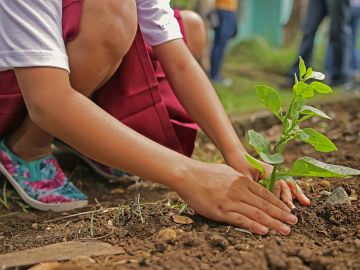 Niño plantando un árbol