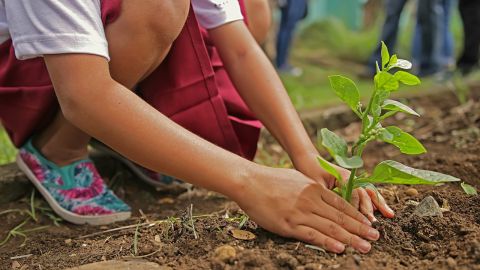Niño plantando un árbol Niño plantando un árbol