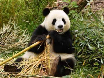 El ultimo oso panda de Europa vivio en la peninsula iberica
