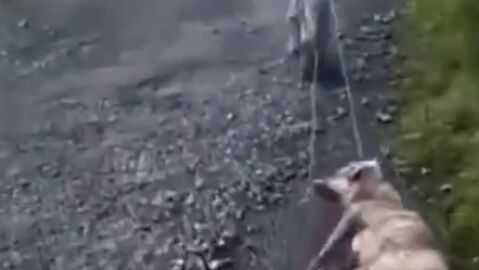 Un cazador arrastra a su perra tras darle una paliza