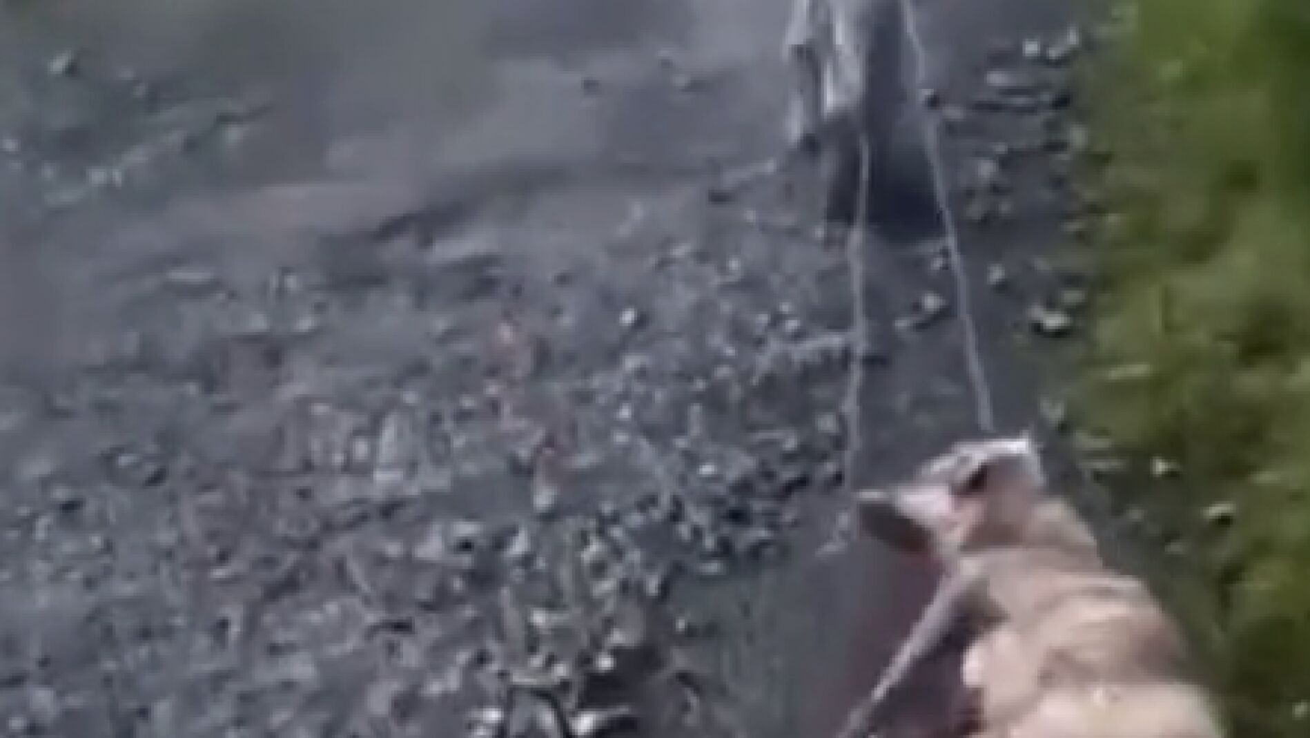 Un cazador arrastra a su perra tras darle una paliza