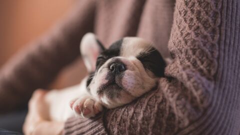 Cachorro de bulldog franc&eacute;s