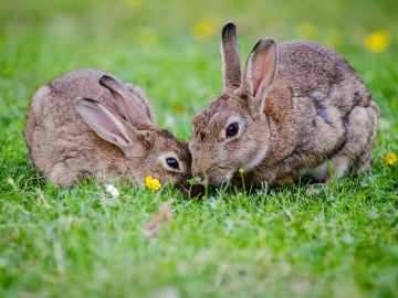 Dos conejos europeos