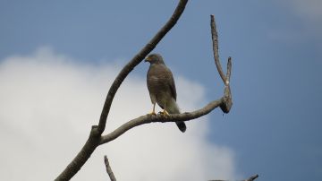 Aguilucho cenizo