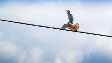 Ave rapaz en tendido eléctrico