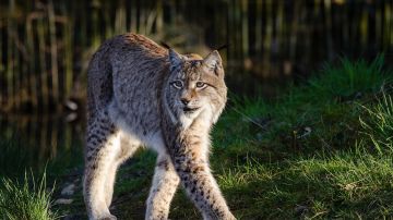 Ejemplar de lince ibérico