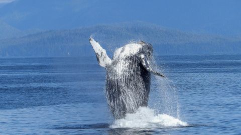 Fotografía de una ballena jorobada Fotografía de una ballena jorobada