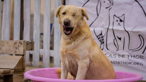 Uno de los perros que podr&iacute;a ser desalojado