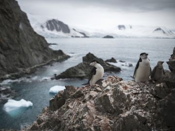 Población de pingüinos barbijo en Antártida