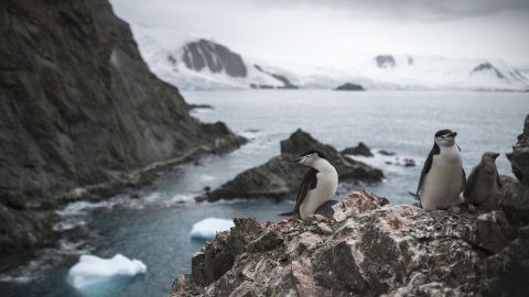 Población de pingüinos barbijo en Antártida Población de pingüinos barbijo en Antártida
