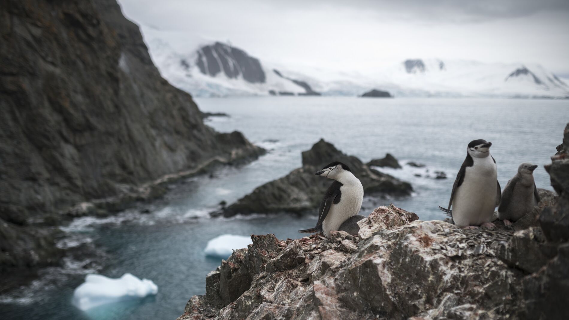 Población de pingüinos barbijo en Antártida