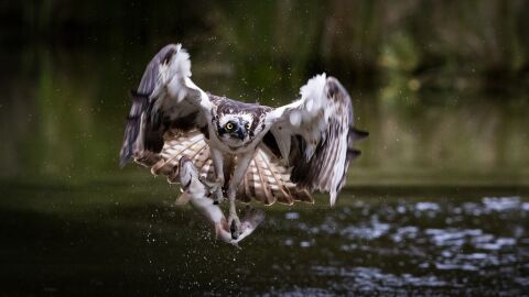 Águila pescadora Águila pescadora