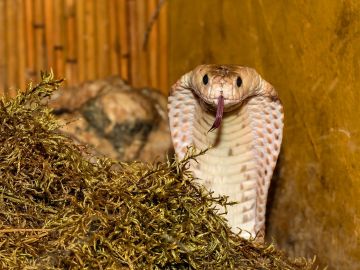 Un ejemplar de serpiente cobra 