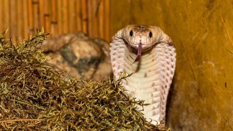 Un ejemplar de serpiente cobra Un ejemplar de serpiente cobra