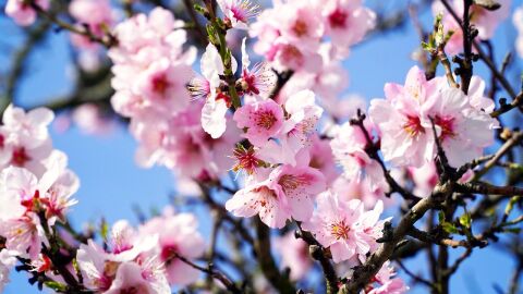 Almendro en flor Almendro en flor