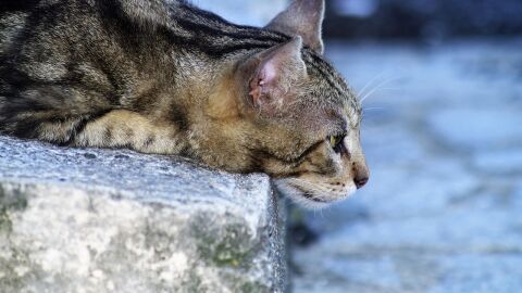 Gato