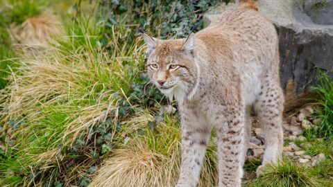 Lince boreal Lince boreal