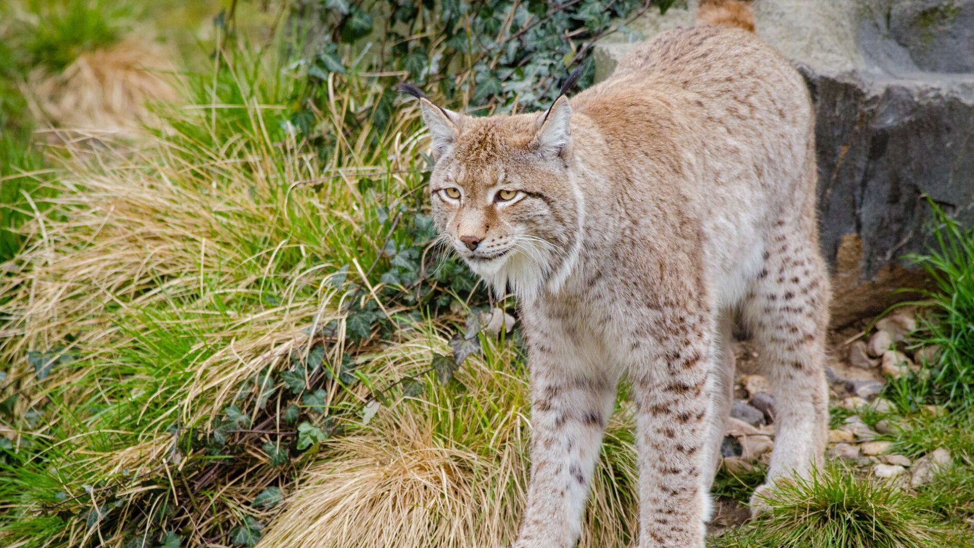 Lince boreal
