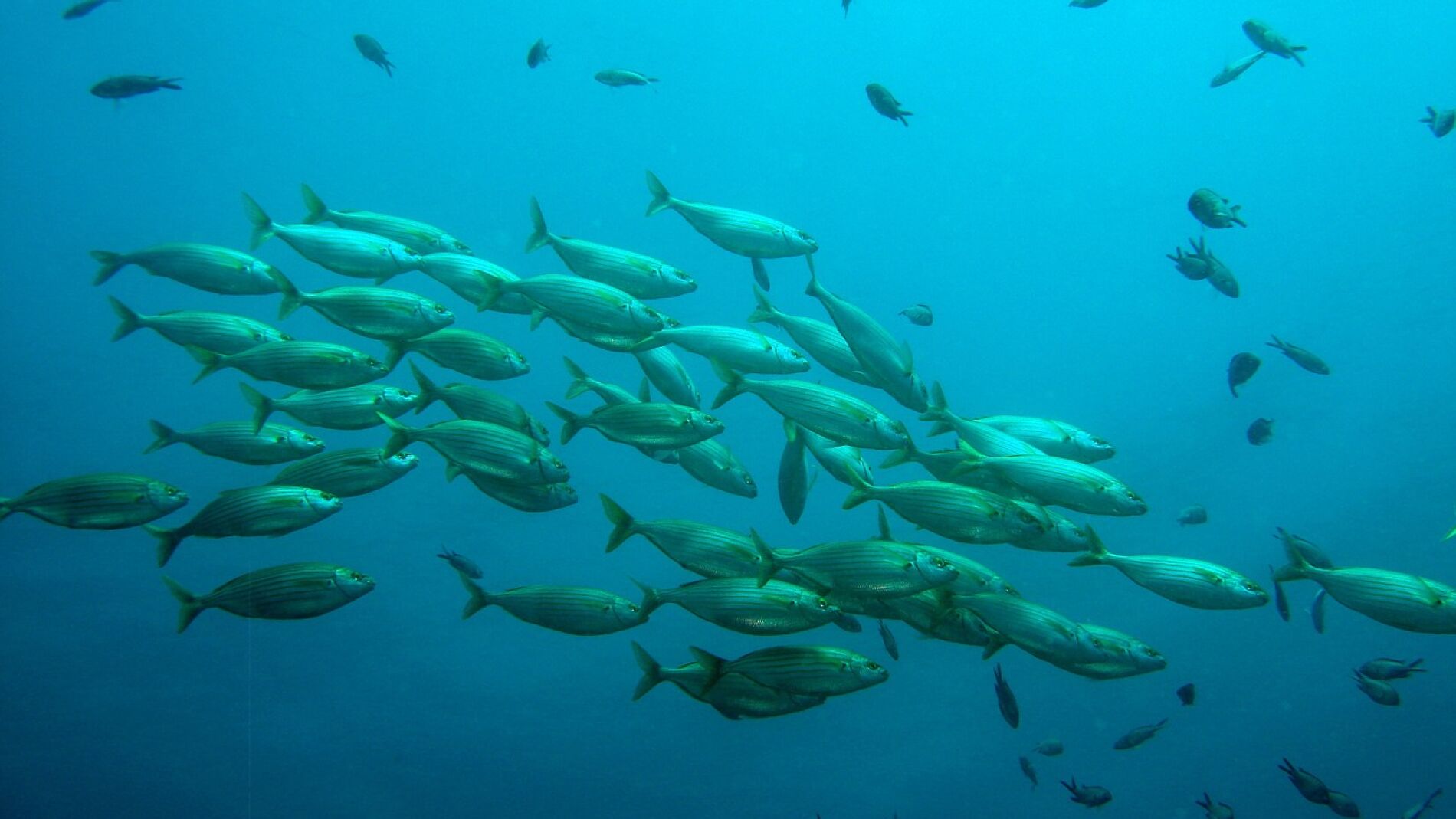 Banco de peces