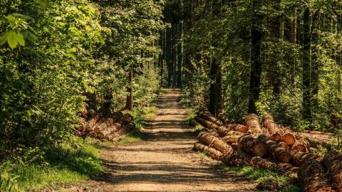 Deforestaci&oacute;n forestal