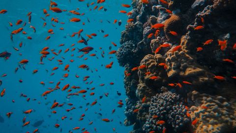 Peces Peces