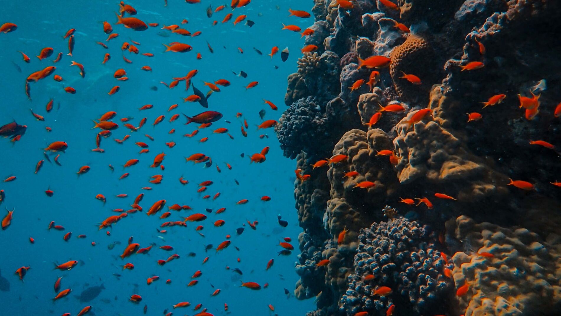 Peces