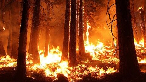 Incendio forestal Incendio forestal