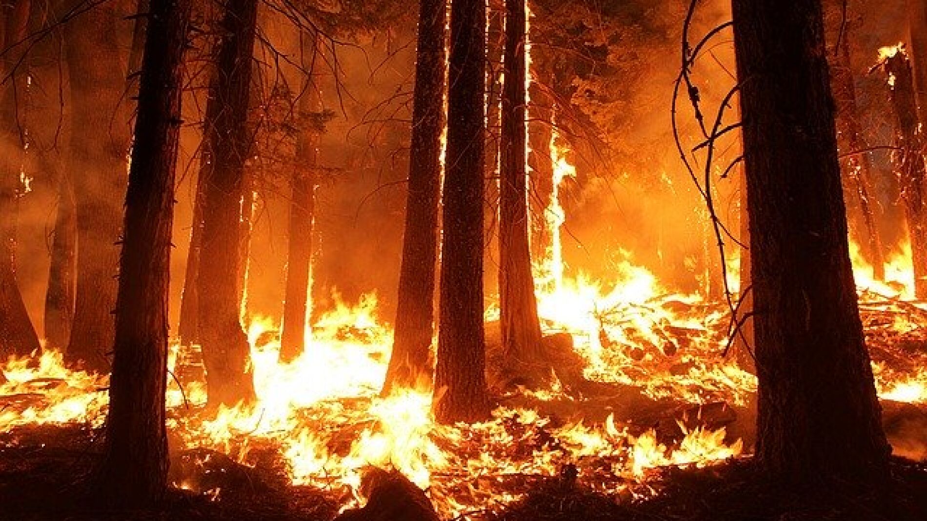 Incendio forestal
