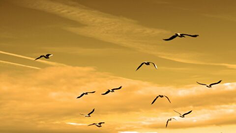 Aves en pleno vuelo