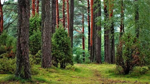 Fotografía de un bosque Fotografía de un bosque