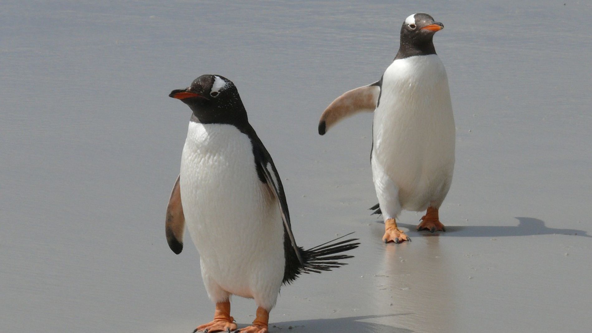Pareja de pingüinos