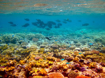 Barrera de coral