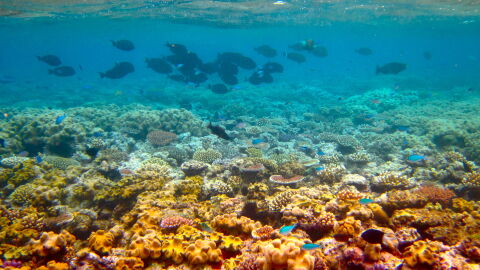 Barrera de coral Barrera de coral