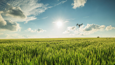 Dron en campos de cultivo Dron en campos de cultivo