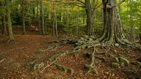 El ritmo de captura de CO2 de los bosques catalanes disminuye un 17 en 25 anos