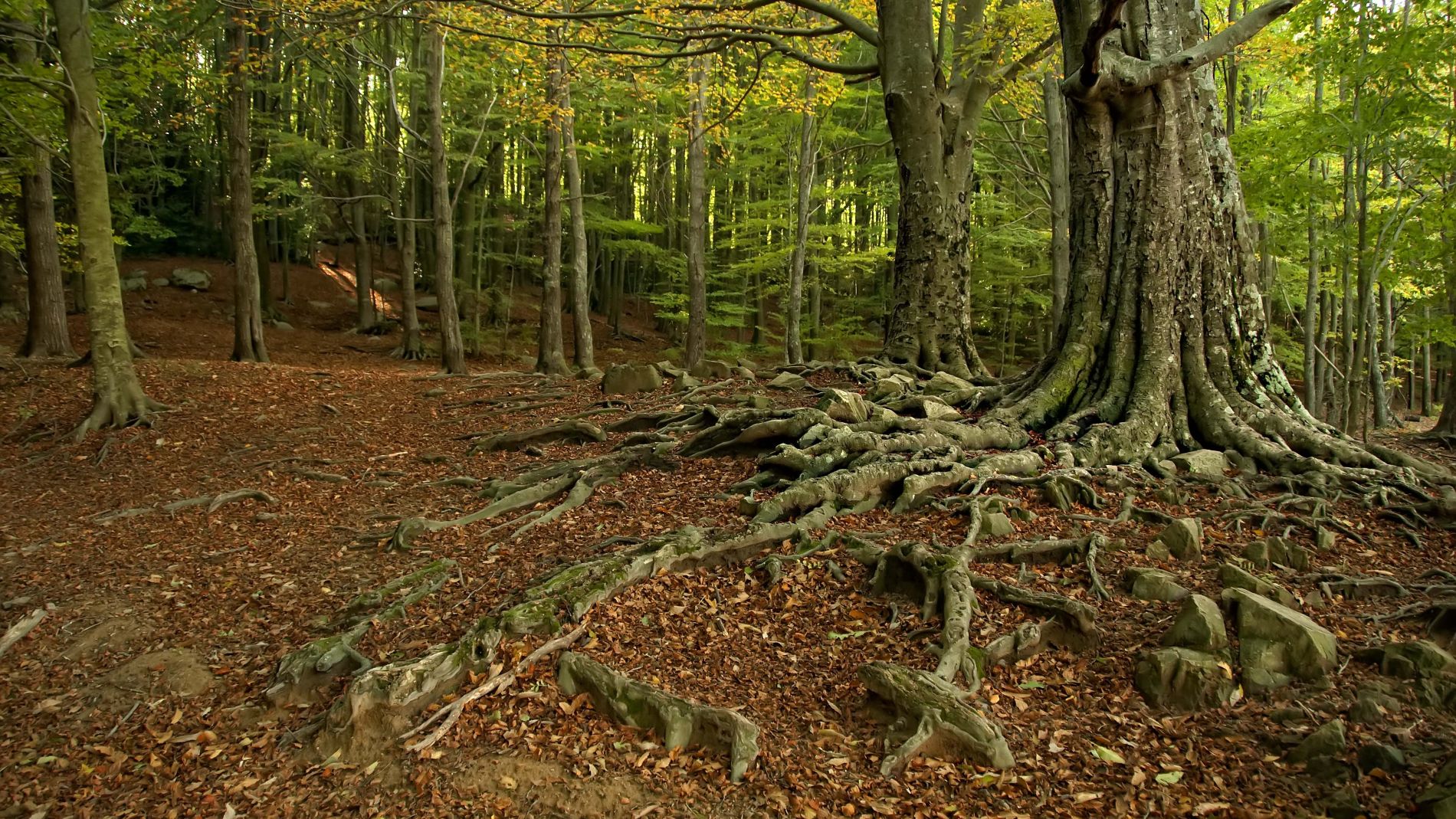 El ritmo de captura de CO2 de los bosques catalanes disminuye un 17 en 25 anos