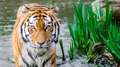 Tigre Tigre