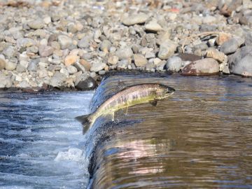 Salmón en un río