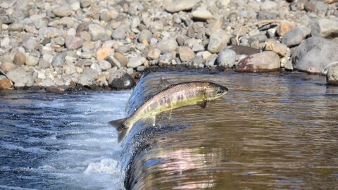 Salm&oacute;n en un r&iacute;o