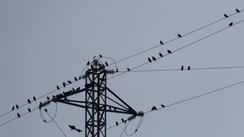 Aves en un tendido el&eacute;ctrico