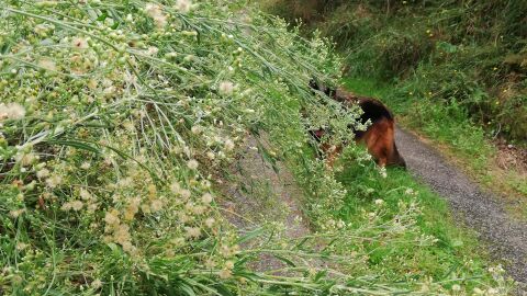 Desbroce y mantenimiento