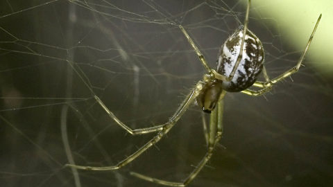 Araña Araña