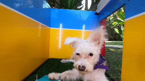El fotomatón para perros de Simone Geirtz