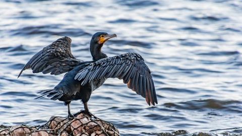 Protección aves marinas Brújula de Galicia