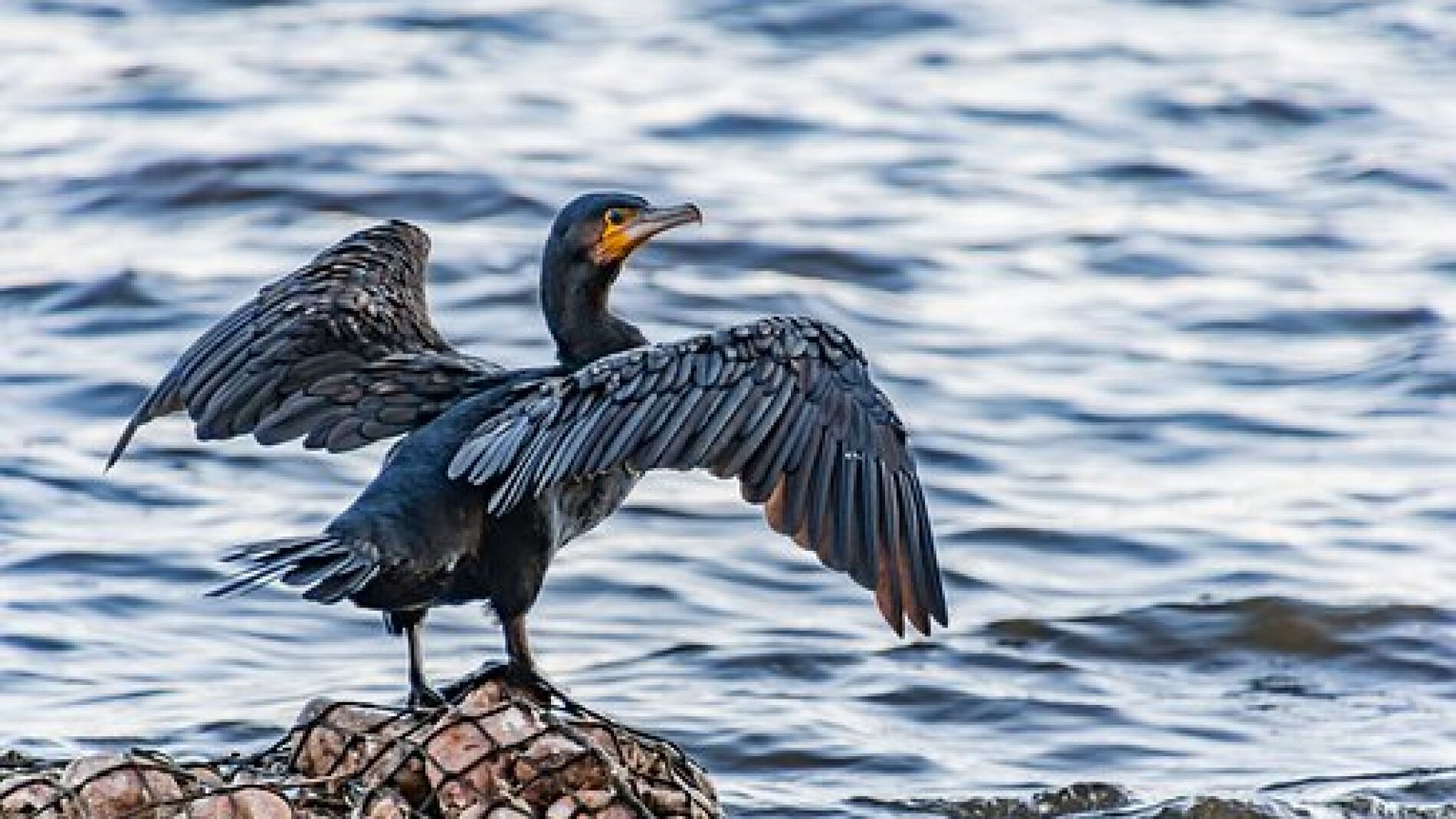 Protección aves marinas