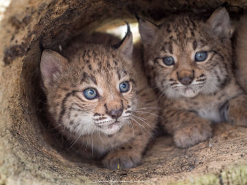 La poblacion de linces ibericos alcanza su maximo historico con mas de un millar de ejemplares