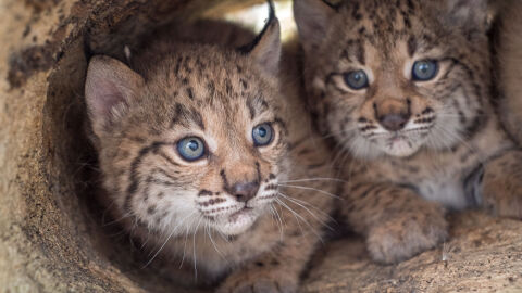 La poblacion de linces ibericos alcanza su maximo historico con mas de un millar de ejemplares
